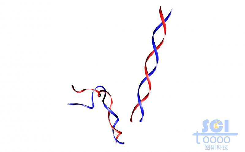 DNA双螺旋链