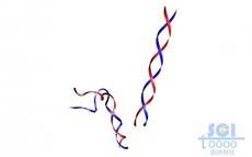 DNA雙螺旋鏈
