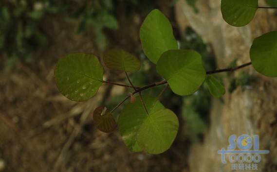 草素材