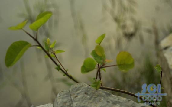 草素材