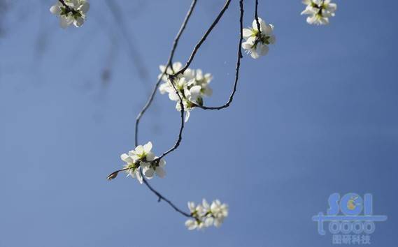 花素材