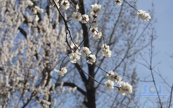 花素材