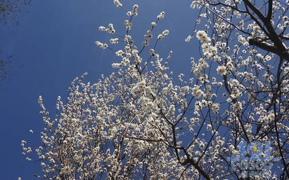 花素材