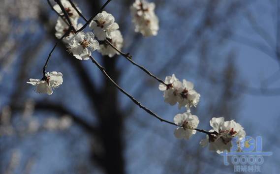 花素材