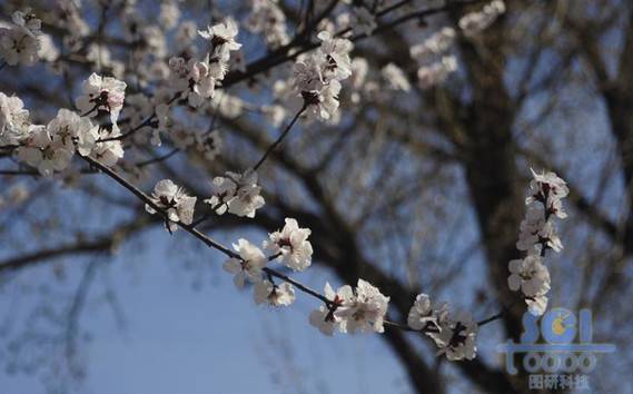 花素材