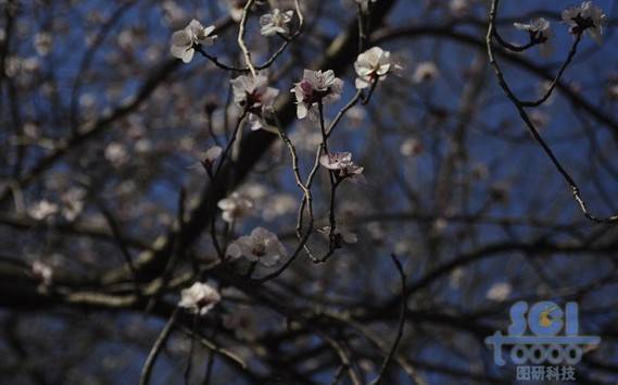 花素材