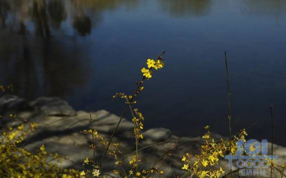 花素材