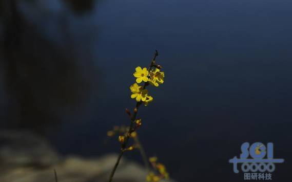 花素材