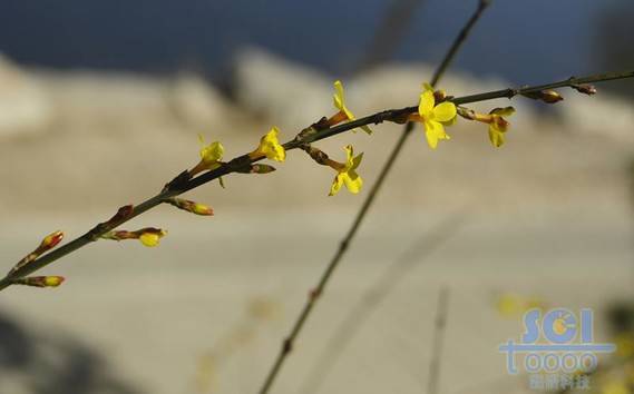 花素材