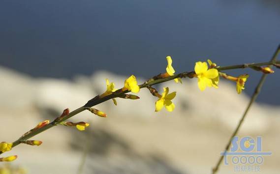 花素材