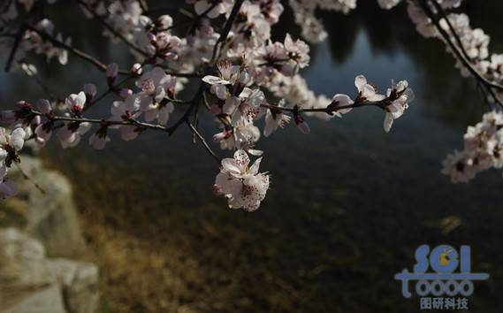 花素材