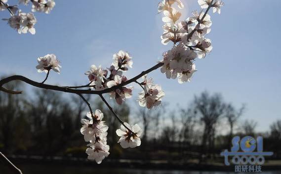 花素材