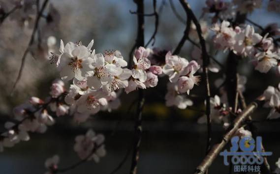 花素材