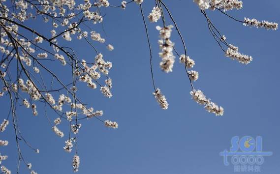 花素材