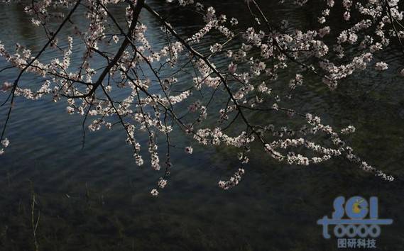 花素材