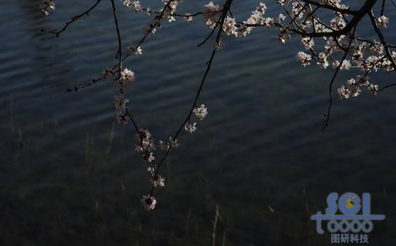 花素材