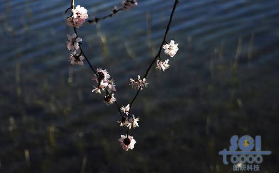 花素材