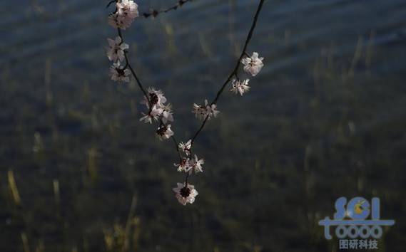 花素材