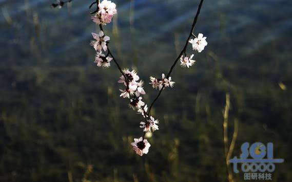 花素材