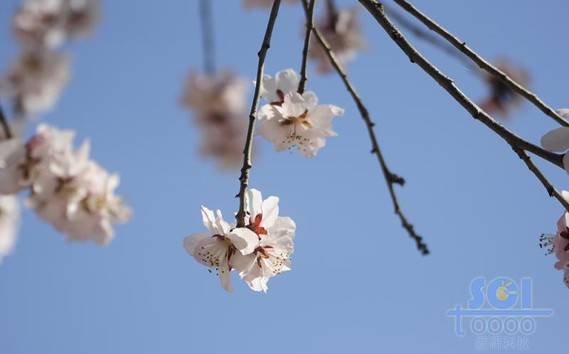 花素材