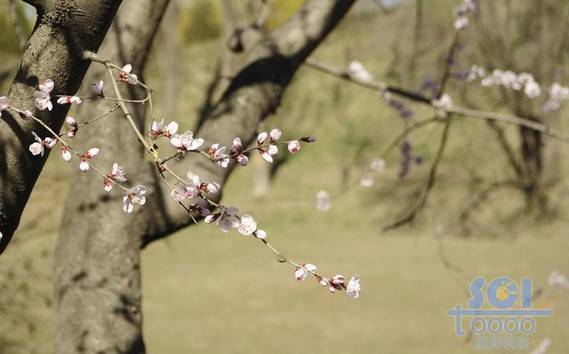 花素材