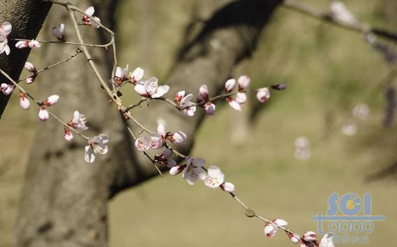 花素材