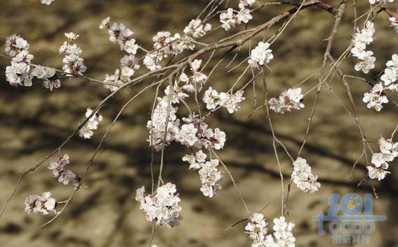 花素材