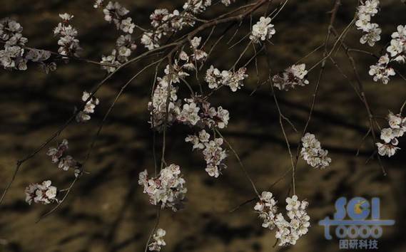 花素材