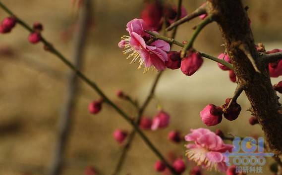 花素材