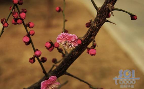 花素材