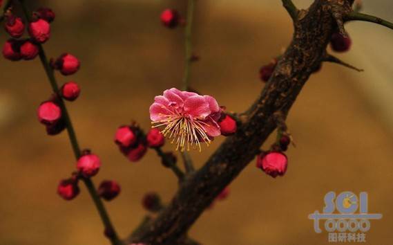 花素材