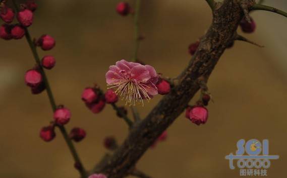 花素材