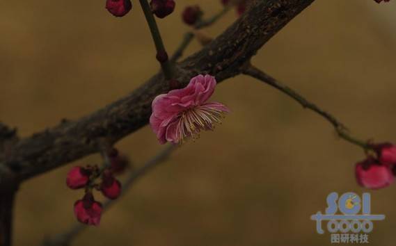 花素材