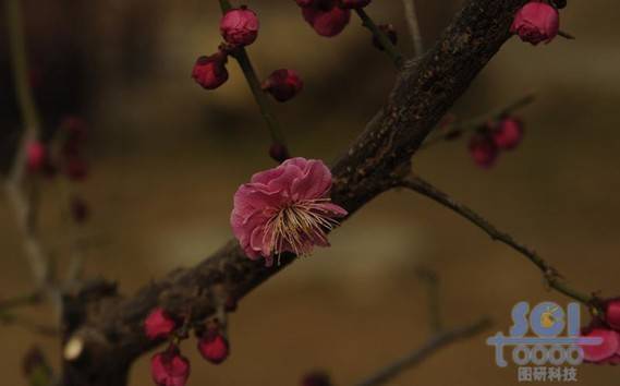 花素材