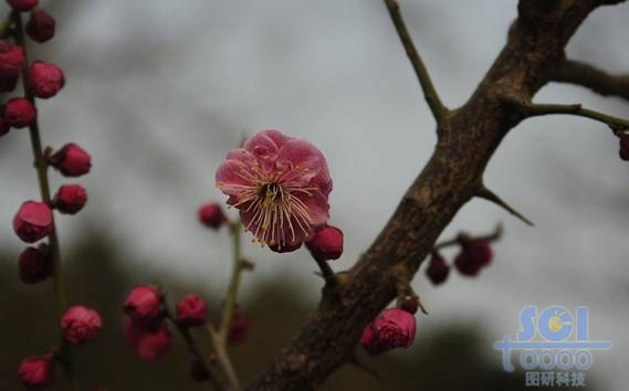 花素材