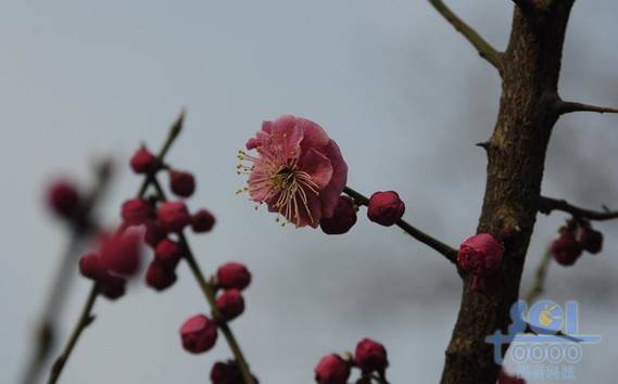 花素材