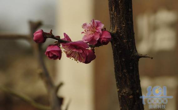 花素材