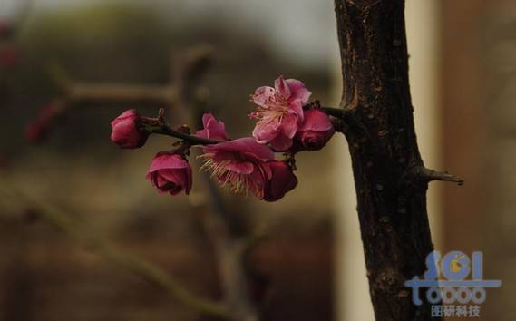 花素材