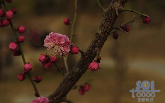 花素材