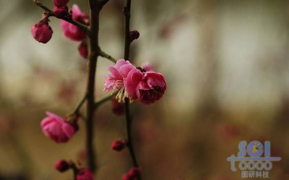 花素材