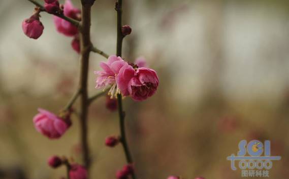 花素材