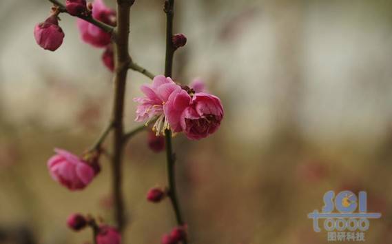 花素材