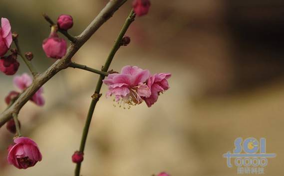 花素材