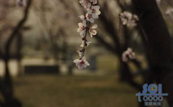 花素材