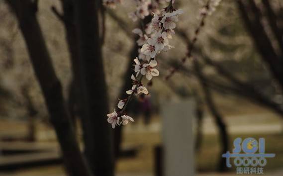 花素材