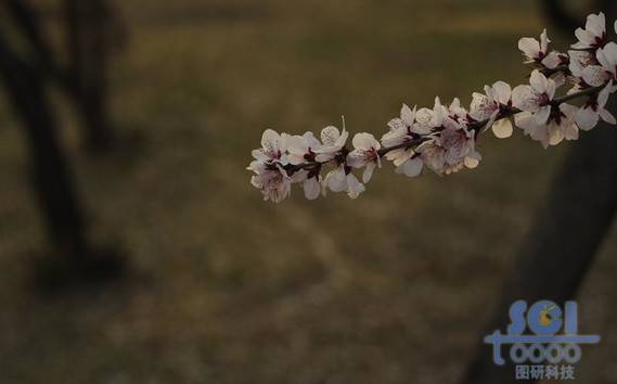 花素材