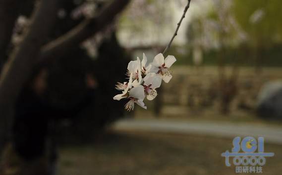 花素材