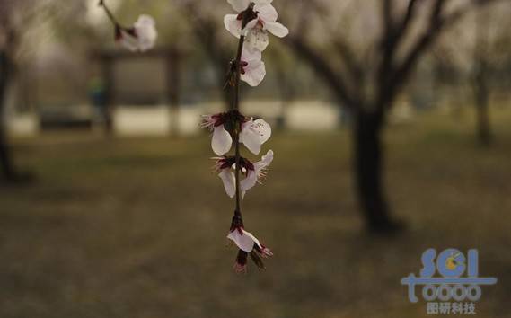 花素材