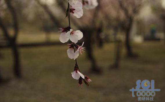 花素材