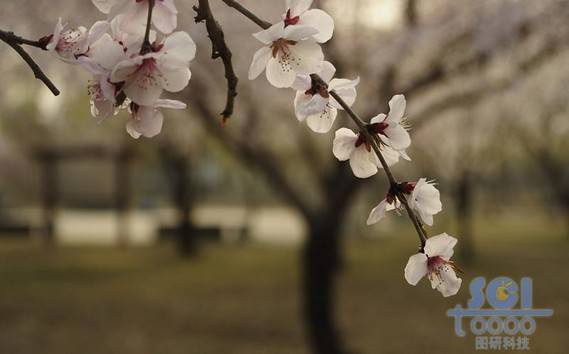 花素材